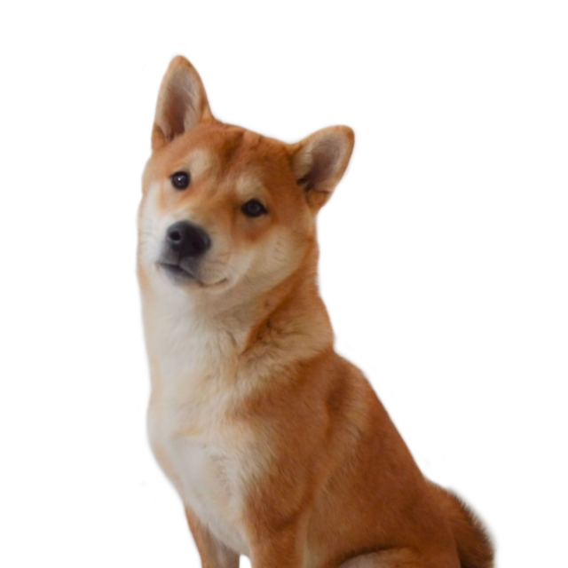 HARUKO THE SHIBA INU